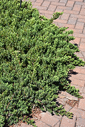 Blue Pacific Shore Juniper (Juniperus conferta 'Blue Pacific') at Bayport Flower Houses