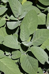 Common Sage (Salvia officinalis) at Bayport Flower Houses