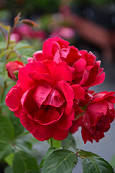 Blaze Rose (Rosa 'Blaze') at Bayport Flower Houses