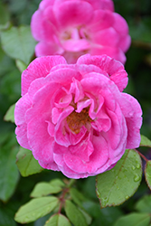 Easy To Please Rose (Rosa 'WEKfawibyblu') at Bayport Flower Houses