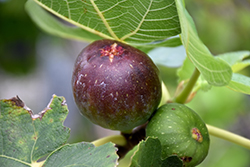 Brown Turkey Fig (Ficus carica 'Brown Turkey') at Bayport Flower Houses