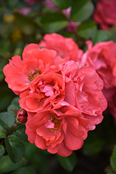 Coral Drift Rose (Rosa 'Meidrifora') at Bayport Flower Houses