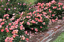 Peach Drift Rose (Rosa 'Meiggili') at Bayport Flower Houses