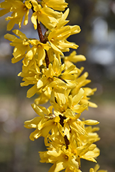Lynwood Gold Forsythia (Forsythia x intermedia 'Lynwood Gold') at Bayport Flower Houses