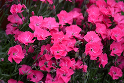 Vivid Bright Light Pinks (Dianthus 'Uribest52') at Bayport Flower Houses
