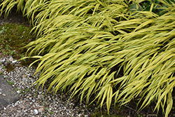 Golden Variegated Hakone Grass (Hakonechloa macra 'Aureola') at Bayport Flower Houses