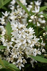 Yuki Snowflake Deutzia (Deutzia 'NCDX1') at Bayport Flower Houses