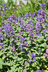 Early Bird Catmint (Nepeta 'Early Bird') at Bayport Flower Houses