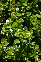 Sprinter Boxwood (Buxus microphylla 'Bulthouse') at Bayport Flower Houses