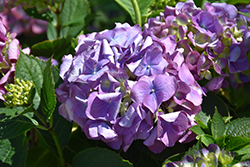 L.A. Dreamin' Hydrangea (Hydrangea macrophylla 'Lindsey Ann') at Bayport Flower Houses