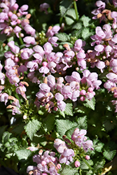 Pink Pewter Spotted Dead Nettle (Lamium maculatum 'Pink Pewter') at Bayport Flower Houses