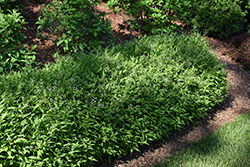 Yuki Snowflake Deutzia (Deutzia 'NCDX1') at Bayport Flower Houses