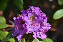 Dandy Man Purple Rhododendron (Rhododendron 'LAVJ2011') at Bayport Flower Houses