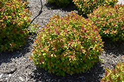 Double Play Big Bang Spirea (Spiraea 'Tracy') at Bayport Flower Houses