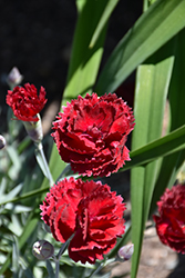 Pretty Poppers Electric Red Pinks (Dianthus 'Electric Red') at Bayport Flower Houses