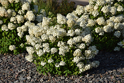 Bobo Hydrangea (Hydrangea paniculata 'ILVOBO') at Bayport Flower Houses