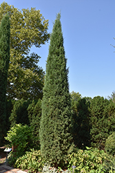 Taylor Redcedar (Juniperus virginiana 'Taylor') at Bayport Flower Houses