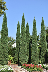 Taylor Redcedar (Juniperus virginiana 'Taylor') at Bayport Flower Houses