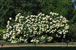 Limelight Hydrangea (Hydrangea paniculata 'Limelight') at Bayport Flower Houses
