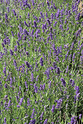 Big Time Blue Lavender (Lavandula angustifolia 'Armtipp01') at Bayport Flower Houses