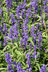 Velocity Blue Salvia (Salvia farinacea 'Velocity Blue') at Bayport Flower Houses