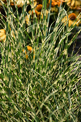 Bandwidth Maiden Grass (Miscanthus sinensis 'NCMS2B') at Bayport Flower Houses