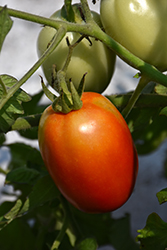 Roma Tomato (Solanum lycopersicum 'Roma') at Bayport Flower Houses