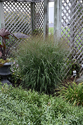 Prairie Winds Apache Rose Switch Grass (Panicum virgatum 'Apache Rose') at Bayport Flower Houses