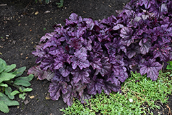 Dolce Wildberry Coral Bells (Heuchera 'Wildberry') at Bayport Flower Houses