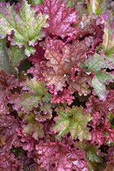 Peachberry Ice Coral Bells (Heuchera 'Peachberry Ice') at Bayport Flower Houses