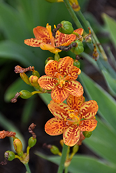 Freckle Face Blackberry Lily (Belamcanda chinensis 'Freckle Face') at Bayport Flower Houses