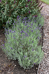 Sweet Romance Lavender (Lavandula angustifolia 'Kerlavangem') at Bayport Flower Houses