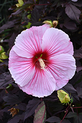 Starry Starry Night Hibiscus (Hibiscus 'Starry Starry Night') at Bayport Flower Houses