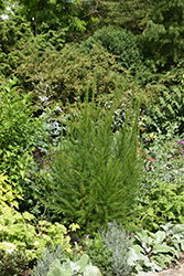 Elegant Feather Dog Fennel (Eupatorium capillifolium 'Elegant Feather') at Bayport Flower Houses