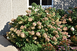 Strawberry Sundae Hydrangea (Hydrangea paniculata 'Rensun') at Bayport Flower Houses