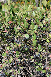 Black Chokeberry (Aronia melanocarpa) at Bayport Flower Houses