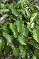 Weeping Fig (Ficus benjamina) at Bayport Flower Houses