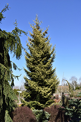 Skylands Golden Spruce (Picea orientalis 'Skylands') at Bayport Flower Houses