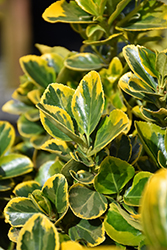 Gold Variegated Japanese Euonymus (Euonymus japonicus 'Aureomarginatus') at Bayport Flower Houses