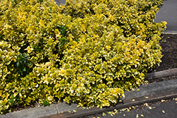 Gold Variegated Japanese Euonymus (Euonymus japonicus 'Aureomarginatus') at Bayport Flower Houses