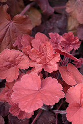 Northern Exposure Red Coral Bells (Heuchera 'TNHEUNER') at Bayport Flower Houses