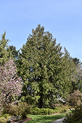Western Arborvitae (Thuja plicata) at Bayport Flower Houses