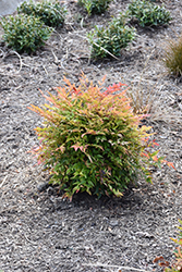 Gulf Stream Dwarf Nandina (Nandina domestica 'Gulf Stream') at Bayport Flower Houses