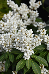 Tiki Japanese Pieris (Pieris japonica 'Tiki') at Bayport Flower Houses