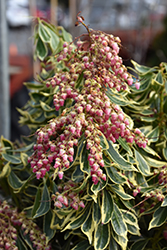 Passion Frost Japanese Pieris (Pieris japonica 'Ralto') at Bayport Flower Houses