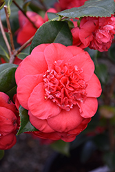 April Tryst Camellia (Camellia japonica 'April Tryst') at Bayport Flower Houses