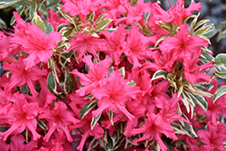 Bollywood Azalea (Rhododendron 'Farrow') at Bayport Flower Houses