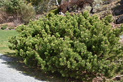 Compact Mugo Pine (Pinus mugo 'var. mughus') at Bayport Flower Houses