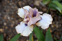 Concertina Iris (Iris 'Concertina') at Bayport Flower Houses