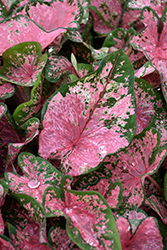 Pink Beauty Caladium (Caladium 'Pink Beauty') at Bayport Flower Houses